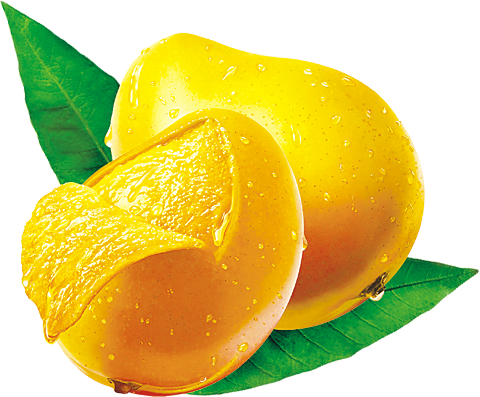 Farm fresh mangoes from Samarth Yatra